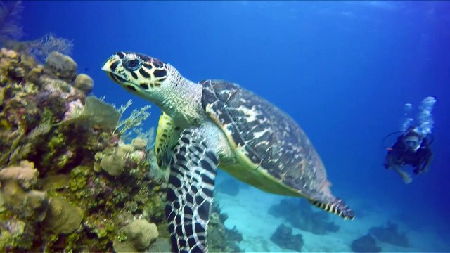 Le récif corallien de Belize retiré des sites en danger