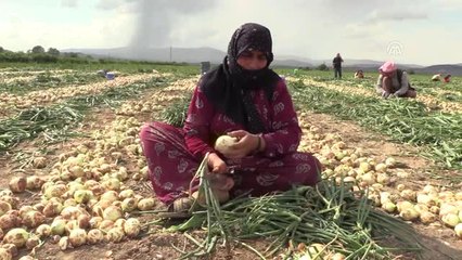 Soğan Hasadı Sürüyor