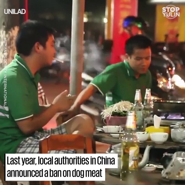 Every year, thousands of cats and dogs are dragged from the streets and their homes and taken to the Yulin dog meat festival, where they are skinned alive and b