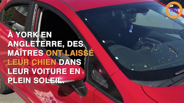 Des policiers sauvent un chien laissé dans une voiture en plein soleil