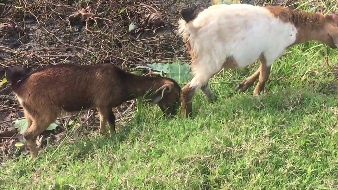 Funny Video Goat Village 2018 Real Life Present In My Country (3)