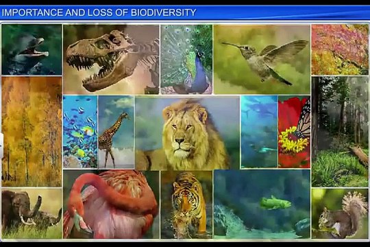 (5)CBSE Class 12 Biology, Biodiversity And Conservation – 5, Importance and Loss of Biodiversity