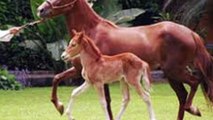 peruvian paso horse