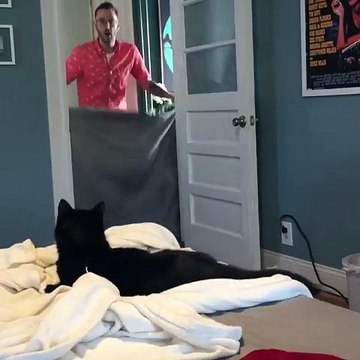 Ce chat effrayé par le tour de magie de son maître : il disparaît !