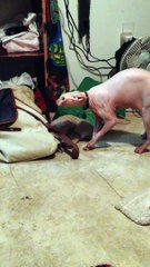 Ce chat hurle comme GOLLUM !