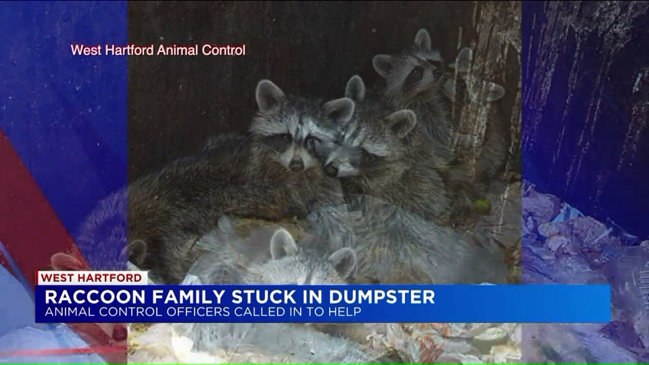 Adorable Raccoon Family Rescued After Getting Stuck in Dumpster