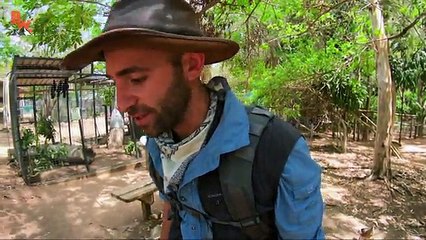 Kangaroo Feeding Time