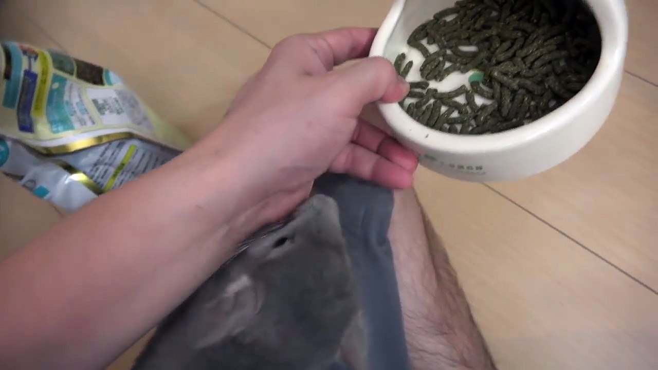 お世話の邪魔をしてくるチンチラの赤ちゃん