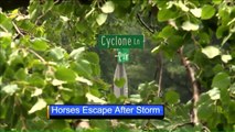 Neighbors Step in After Storm Sets Horses Loose in Missouri