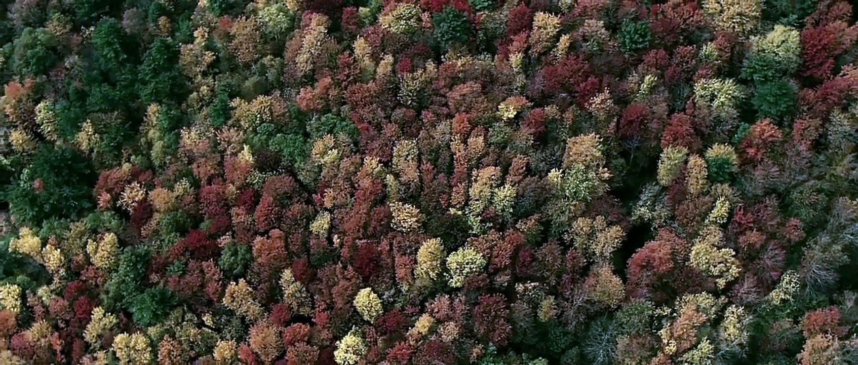 Backcountry Official Trailer (2015) Missy Peregrym Thriller Movie