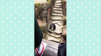 Monkey throws poop at Grandma! - Funny 2017_13-06-2018_1