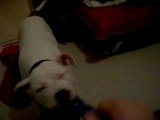 chien american staff amstaff violent mdr