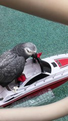 Boating Bird