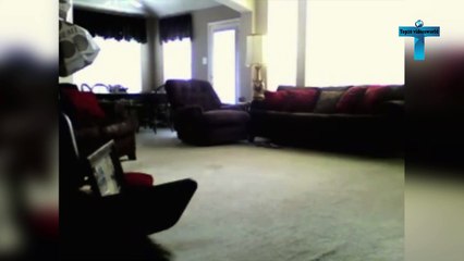 Top 10 Scary Ghost Sightings By Pets Caught on Tape