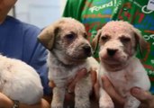 Box of Sick Puppies Found Abandoned Roadside in Forest Hill