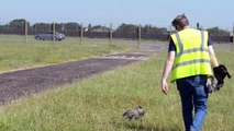 UK’s Royal Air Force Uses Birds Of Prey To Keep Smaller Birds From Settling In Places They Shouldn’t