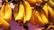 Study Confirms Refrigeration Robs Bananas Of Their Aromas