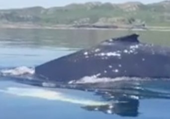 Download Video: Humpback Whale Swims Near Kayakers in the Sound of Kerrera, Scotland