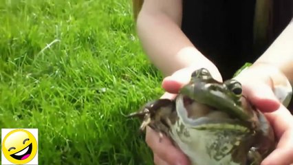 Videos de Risa - Animales - Perros y Gatos Chistosos HD