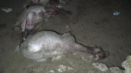 Ağıldaki Koyunlara Saldıran Sokak Köpekleri 3 Koyunu Telef Etti