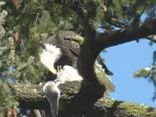Bald Eagle Eating !