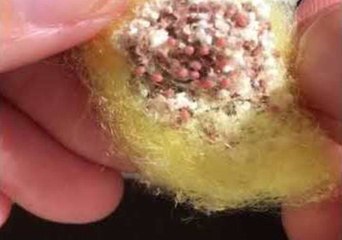 Insect Lover Discovers Sac Full of Baby Golden Orb Spiders