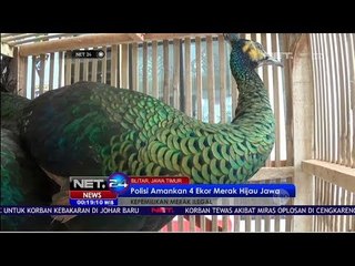 Polisi Amankan 4 Ekor Merak Hijau Jawa -NET24