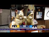 Surga Bagi Pecinta Kucing di Jepang -NET12