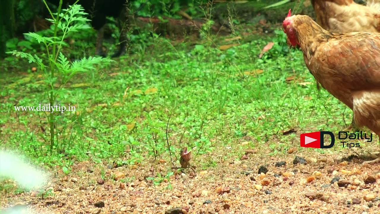 Chameleon vs Chicken gang