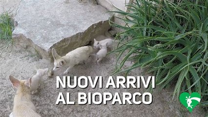 Il Bioparco di Roma diventa casa per questi cuccioli di fennec