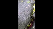 Bizarre hammerhead worm spotted in Thailand