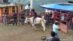 Jaripeo Extremo Ranchero Con Jinetes Montando Toros Salvajes De La Mejor Ganaderia