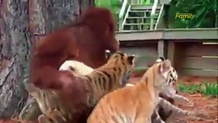 فيديو: غوريلا تربي صغار نمر في مشهد نادر!