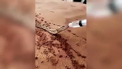 واقعة حقيقة.. هكذا هزم الظمأ شراسة الأفعى وحولها لكائن أليف