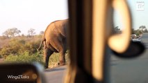 فيديو فيل يعترض طريق السيارات ويعرقل حركة السير لهذا السبب الطريف