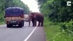 فيديو فيل جائع يسطو على شاحنة خضراوات هندية