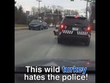 بالفيديو ديك رومي يهاجم سيارة شرطة ويمنعها من التحرك
