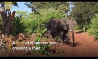 فيديو لحظة هجوم فيل غاضب على سيارة سياح
