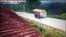 فيديو فيل غاضب يهاجم حافلة وشاحنة نقل في الصين