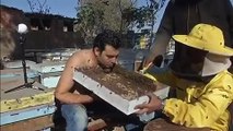 صور وفيديو رجل يغطي وجهه بعشرات النحل.. هل تجرؤ على فعلها؟