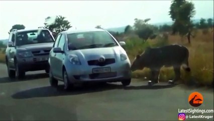 فيديو انفجار إطار سيارة سياح بعد أن قضمه أسد