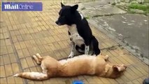 فيديو مؤثر لكلب يأبى ترك جثة زميله الذي دهسته سيارة