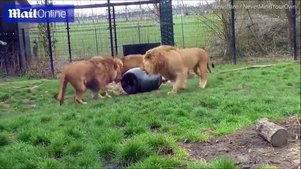 شاهد ما حدث لـ"أسد" علق رأسه داخل برميل أثناء محاولته الحصول على طعام