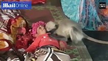 طفل عمره 18 شهراً يكون صداقة مذهلة مع مجموعة من القرود.. فيديو