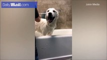 فيديو.. تصرف طريف ومثير للدهشة قام به كلب أثناء الاستحمام