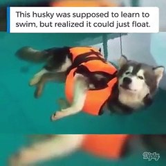 فيديو كلب يتعلم السباحة بطريقة لن تتوقعها