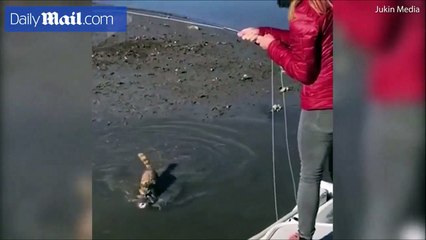 شاهد.. سيدة تدخل في مواجهة مضحكة مع حيوان "راكون" لسبب غير متوقع