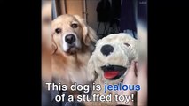 فيديو مضحك.. كلب أليف يشعر بالغيرة بسبب 