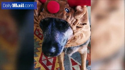 ردود أفعال مضحكة لكلب أليف بعد أن جعله أصحابه يرتدي زياً تنكرياً