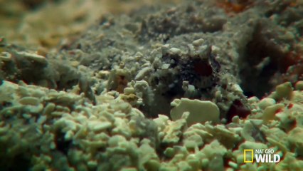 شاهد: هذه هي أسلحة أخطر سمكة في العالم !